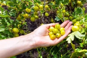 В-заморозку-и-на-компот.-Когда-собирать-и-как-заготавливать-крыжовник