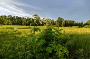 Есть-контакт.-Врач-Терентьева-пояснила,-что-делать-при-ожоге-борщевиком