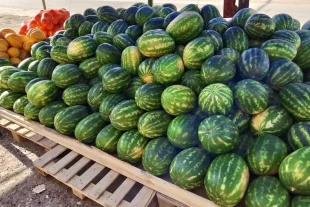 Гости-с-юга.-Эксперт-Манохина-рассказала,-кому-обязательно-есть-арбузы